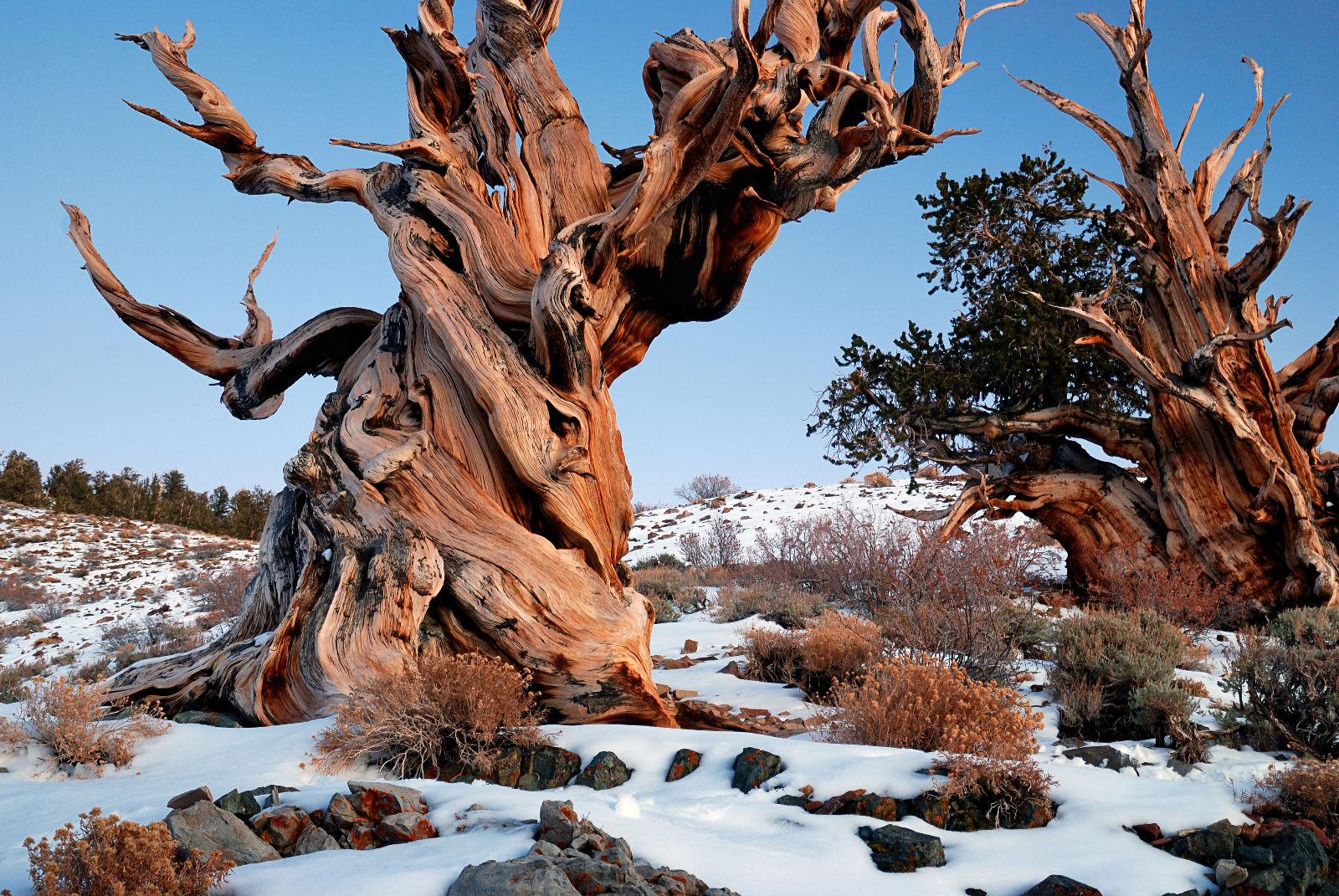 bristlecone pines from wikipedia, probably older than julius caesar himself